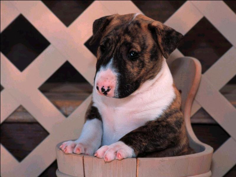 bullterrierpup.; DISPLAY FULL IMAGE.