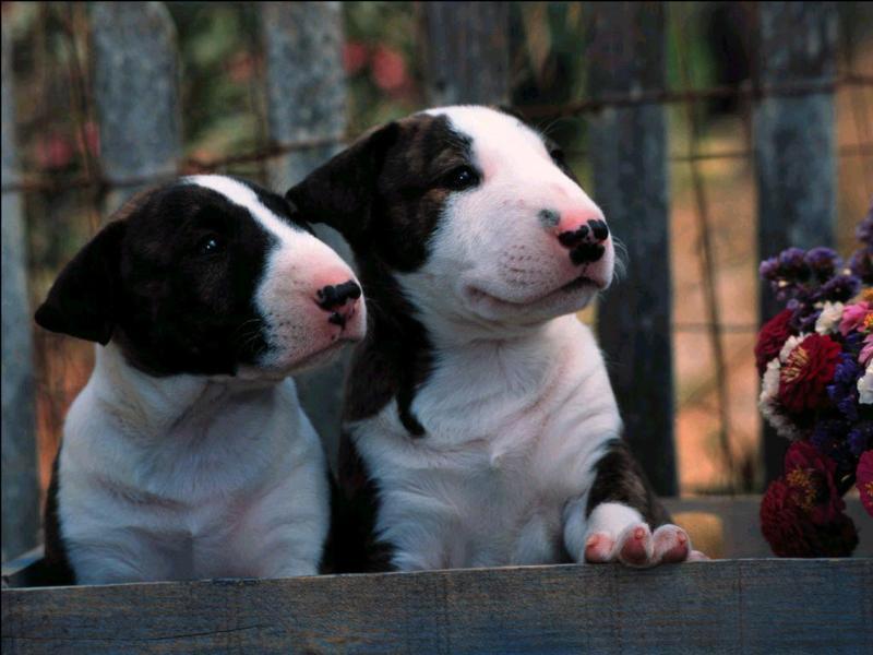 bullterrierpup3; DISPLAY FULL IMAGE.
