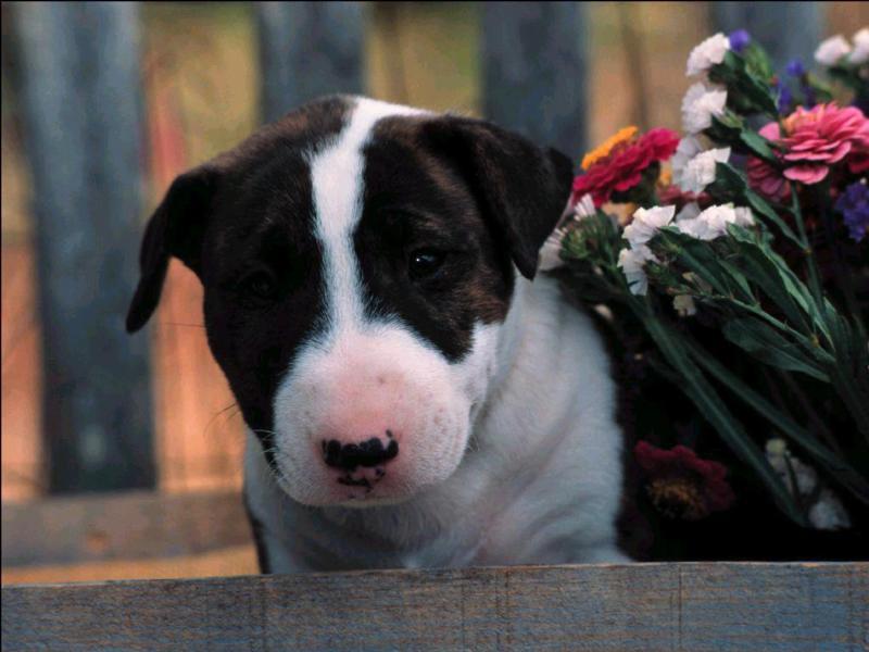 bullterrierpup4; DISPLAY FULL IMAGE.
