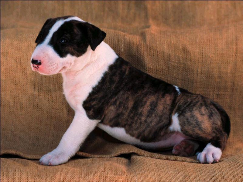 bullterrierpup5; DISPLAY FULL IMAGE.