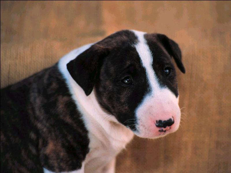 bullterrierpup6; DISPLAY FULL IMAGE.