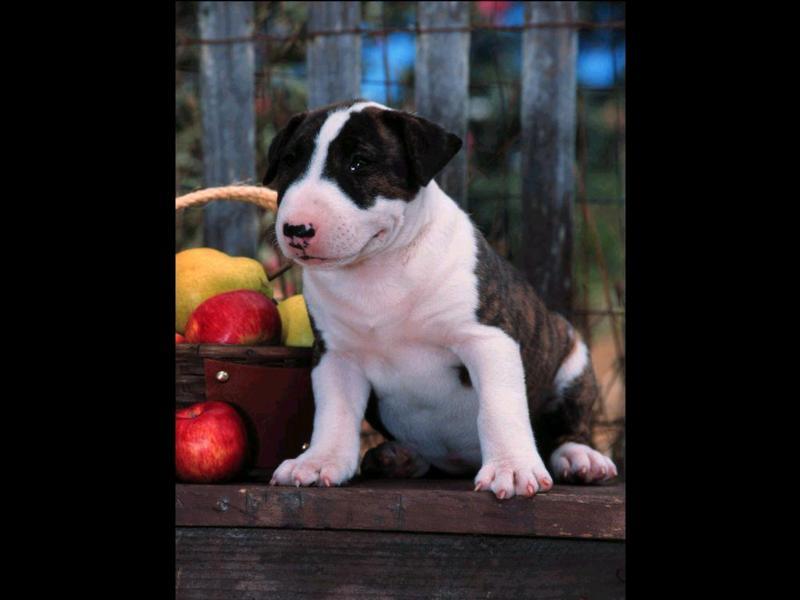 bullterrierpup7; DISPLAY FULL IMAGE.