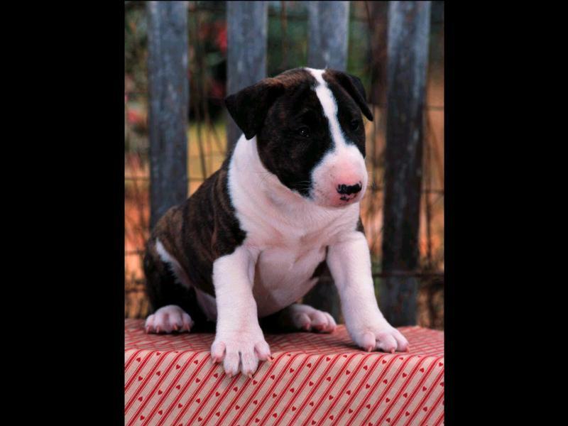bullterrierpup8; DISPLAY FULL IMAGE.