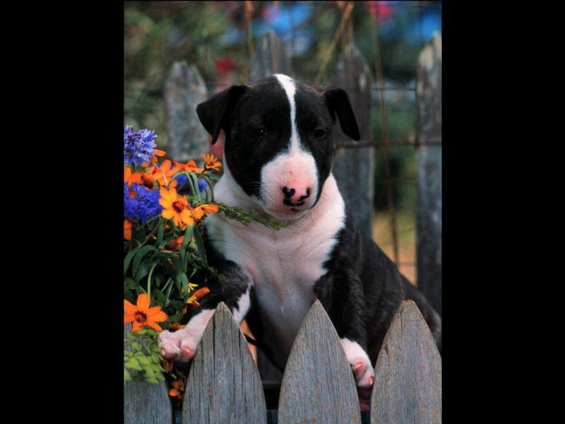 bullterrierpup9; DISPLAY FULL IMAGE.