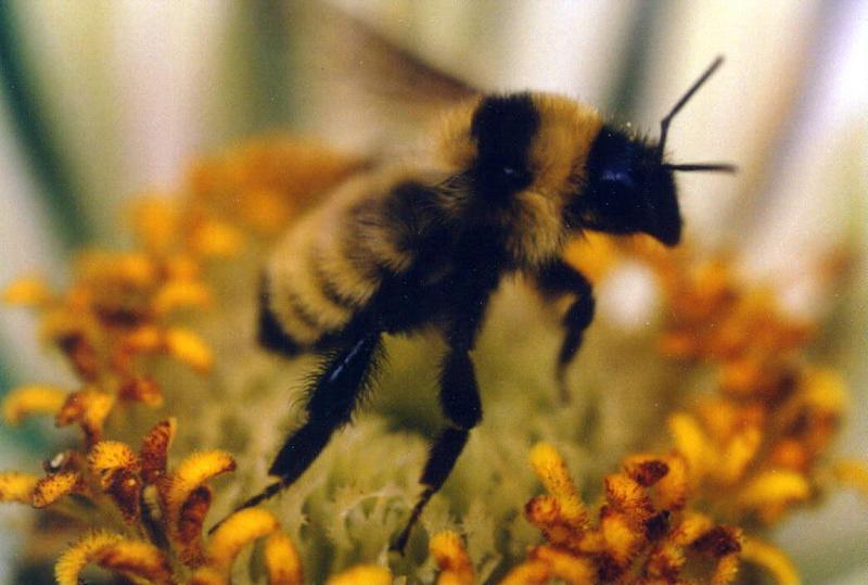 A close-up of the bee's vertical takeoff2.jpg (1/1); DISPLAY FULL IMAGE.