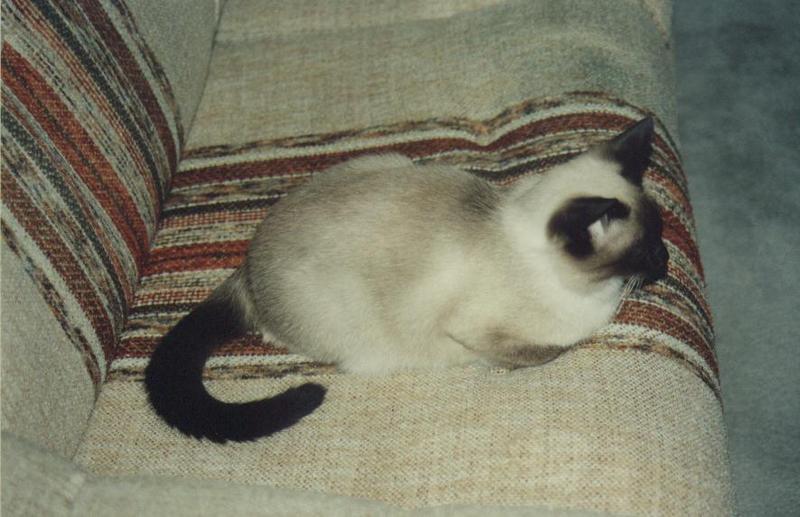 Cashew1; DISPLAY FULL IMAGE.