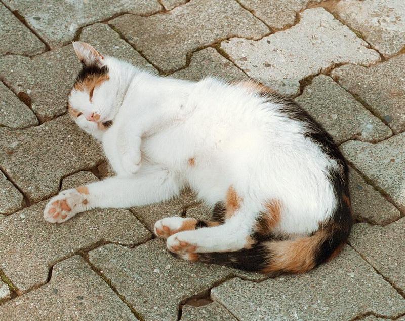 Any cat lovers out there? Kruezen Animal Park, a must see :-); DISPLAY FULL IMAGE.