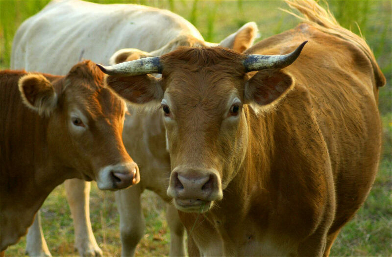 Moo Cow 1; DISPLAY FULL IMAGE.