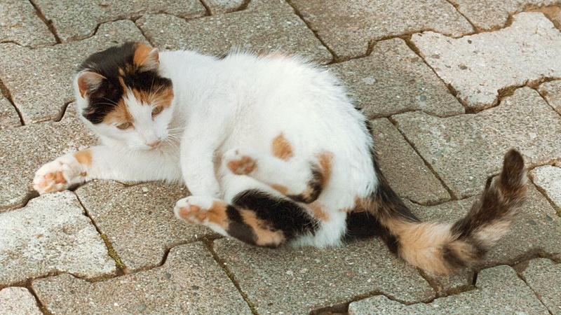 Kruezen Animal Park again - same cat, different shot; DISPLAY FULL IMAGE.