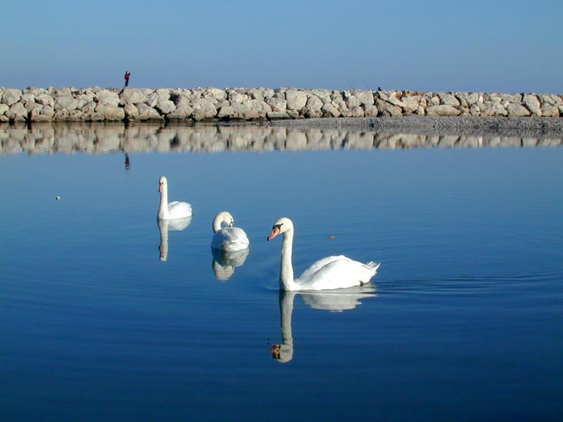 Cygnus on sea...fotorustic; DISPLAY FULL IMAGE.