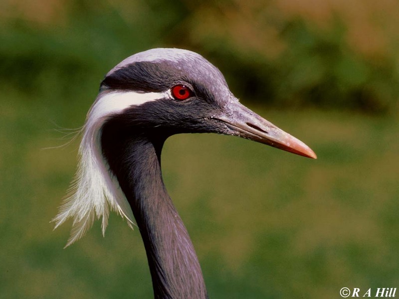 More Cranes - Demoiselle Crane head study; DISPLAY FULL IMAGE.