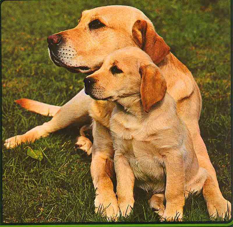 Dogs-14-; DISPLAY FULL IMAGE.
