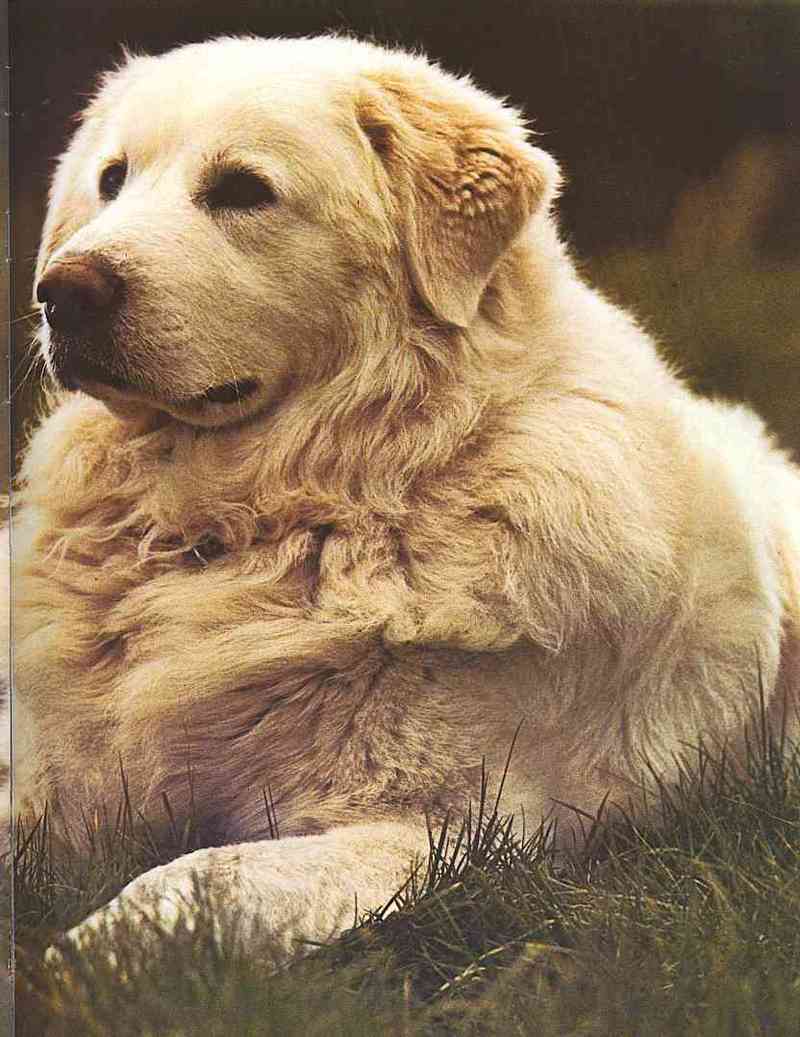 Dogs-19-; DISPLAY FULL IMAGE.
