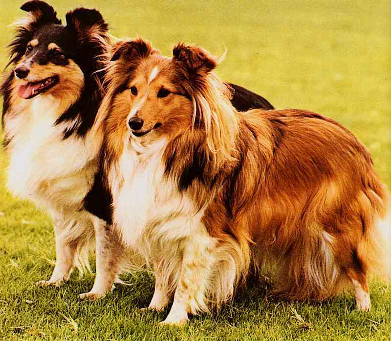 Dogs-25-; DISPLAY FULL IMAGE.