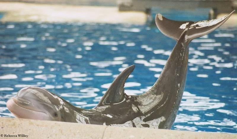 Brookfield Zoo pics - dolphin show; DISPLAY FULL IMAGE.