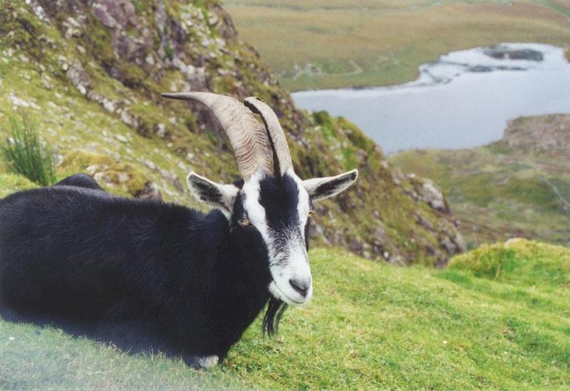 Re: Request::::::::::: Does anyone have pictures of goats???; DISPLAY FULL IMAGE.