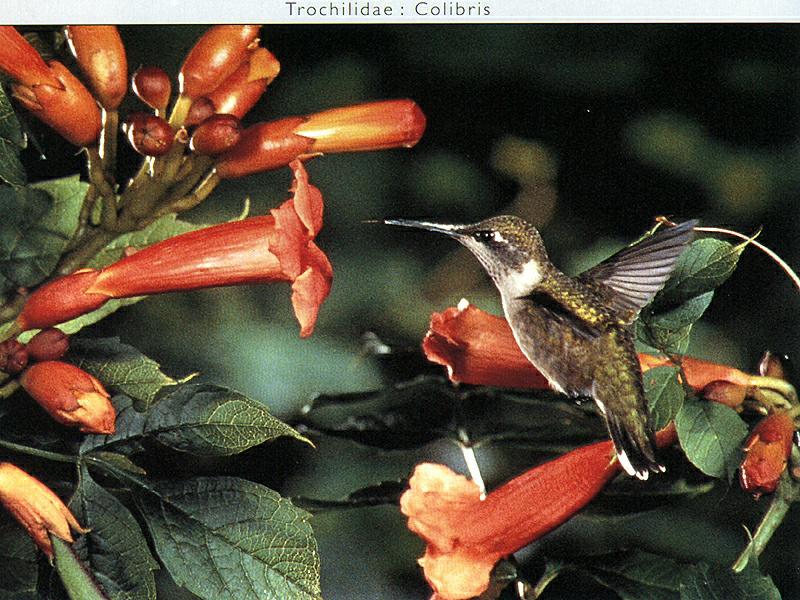 New Scans - Ds-Oiseau 003.jpg; DISPLAY FULL IMAGE.