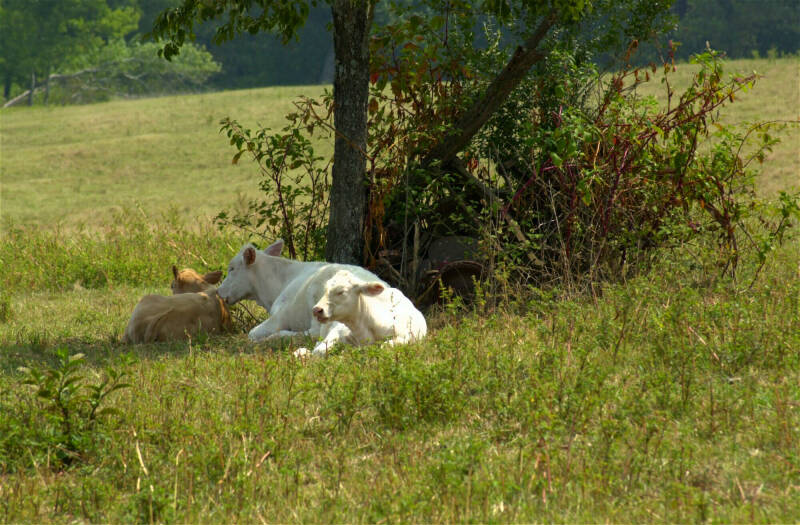 Farm Scene...; DISPLAY FULL IMAGE.