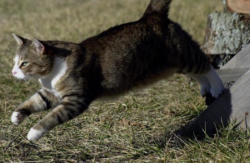 Willie, jumping for joy...; DISPLAY FULL IMAGE.