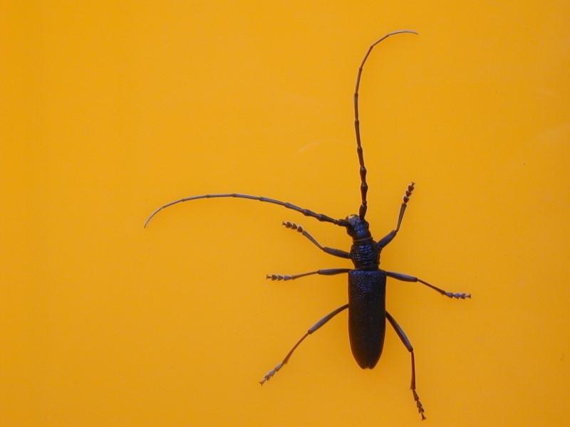 bug on yellow plastic; DISPLAY FULL IMAGE.