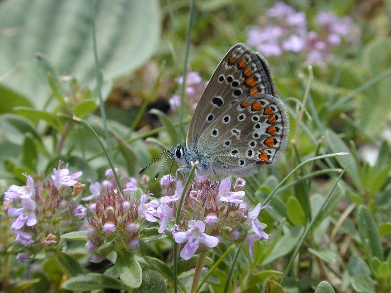 only a butterfly; DISPLAY FULL IMAGE.