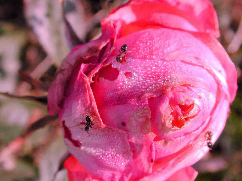 ants; DISPLAY FULL IMAGE.