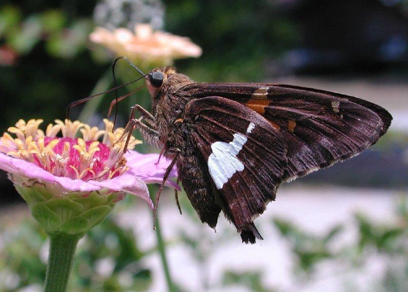 Skipper : Silver-spotted Skipper (Epargyreus clarus); DISPLAY FULL IMAGE.