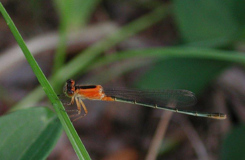 Damselfly; DISPLAY FULL IMAGE.