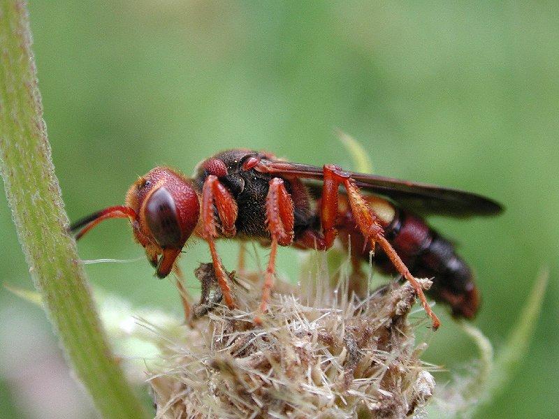Hornet; DISPLAY FULL IMAGE.