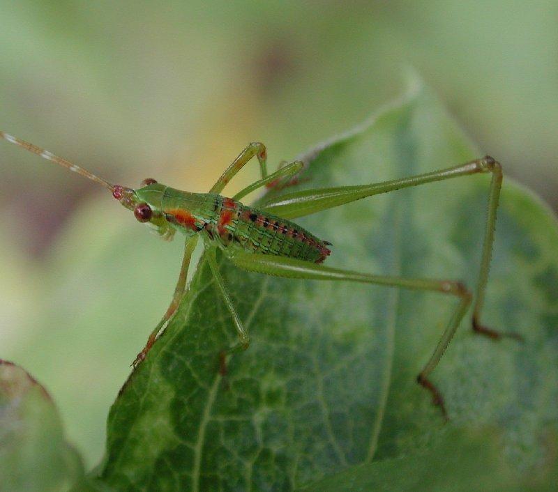 Anyone identify this FREAK ?; DISPLAY FULL IMAGE.