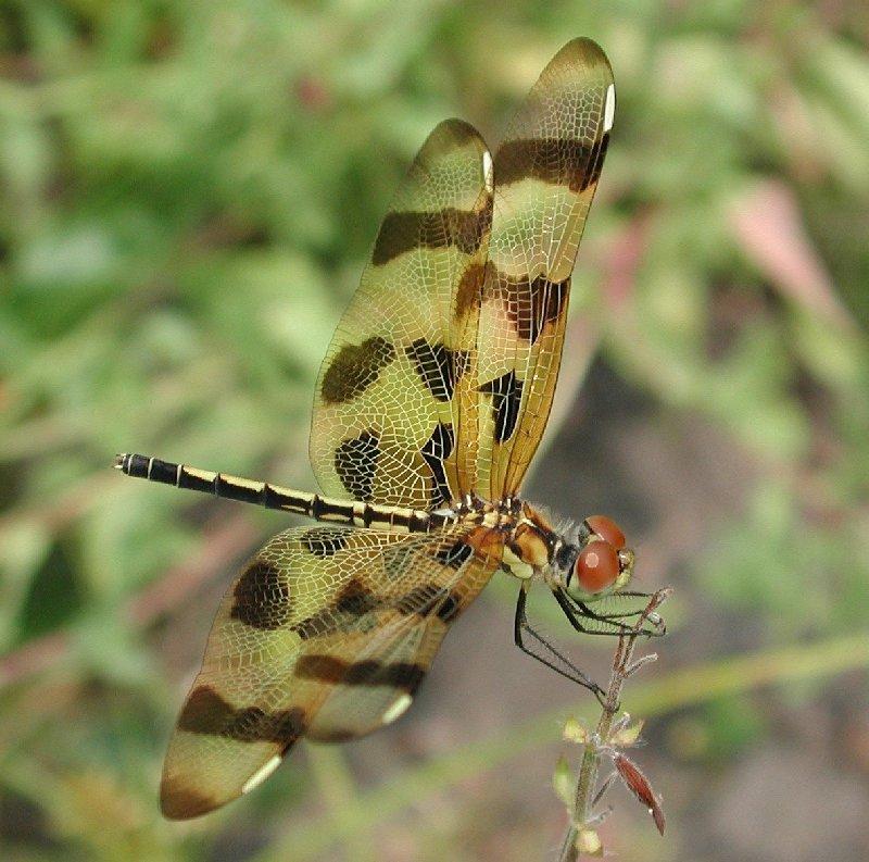 Brown Spotted Yellow Wing; DISPLAY FULL IMAGE.