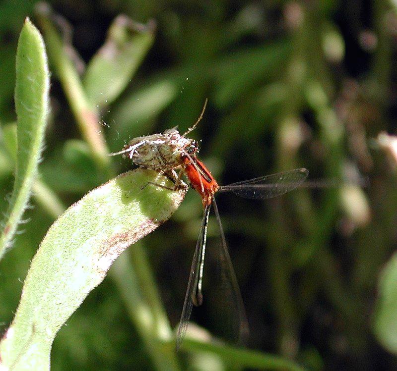 Bluet with Kill a; DISPLAY FULL IMAGE.