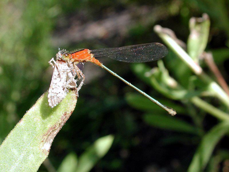 Bluet with Kill b; DISPLAY FULL IMAGE.