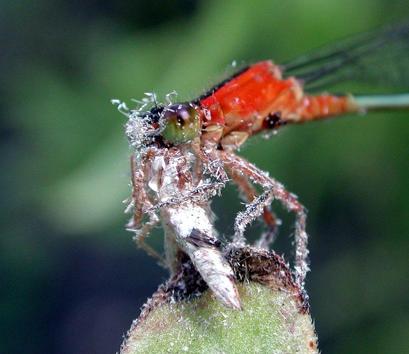 Bluet with Kill d; DISPLAY FULL IMAGE.