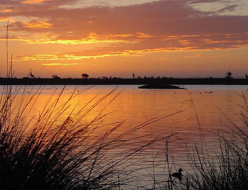 duck in sunset 242K; DISPLAY FULL IMAGE.