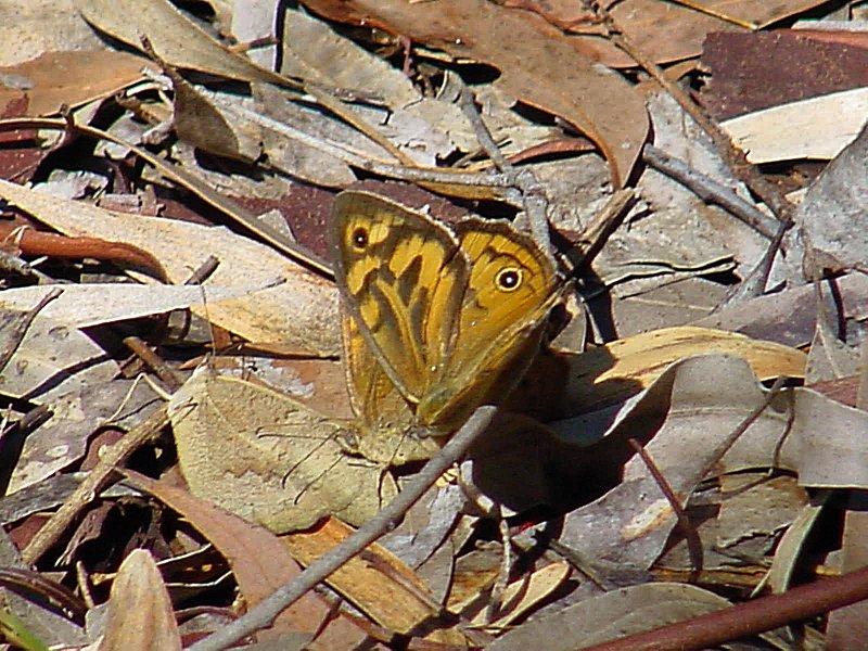 Repost :  Australian Butterflies on Gum Leaves JPG; DISPLAY FULL IMAGE.