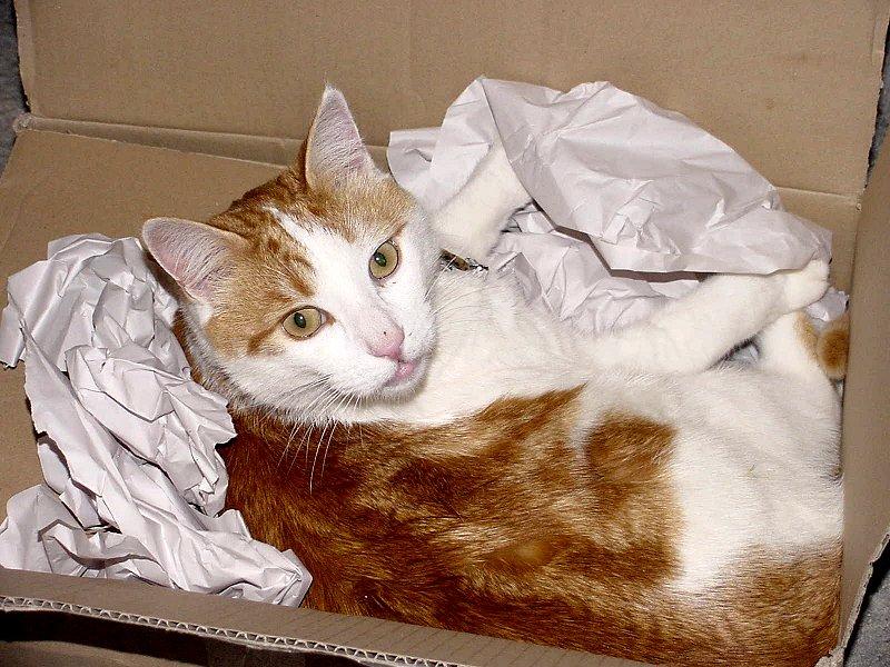 My Old Yeller Cat  1/3 JPG; DISPLAY FULL IMAGE.