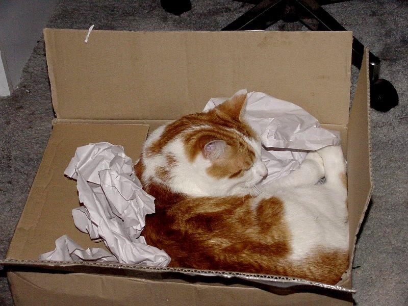 My Old Yeller Cat  2/3 JPG; DISPLAY FULL IMAGE.