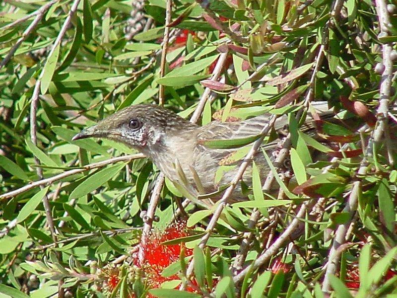 Australian Wattle Bird on Red Bottlebrush  JPG; DISPLAY FULL IMAGE.
