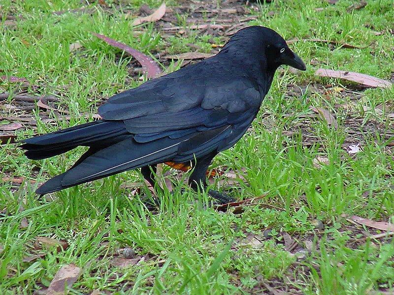 Australian Raven 2/2 JPG; DISPLAY FULL IMAGE.