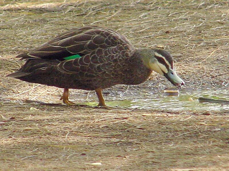 Australian Wood Duck Teal  2/2 JPG; DISPLAY FULL IMAGE.