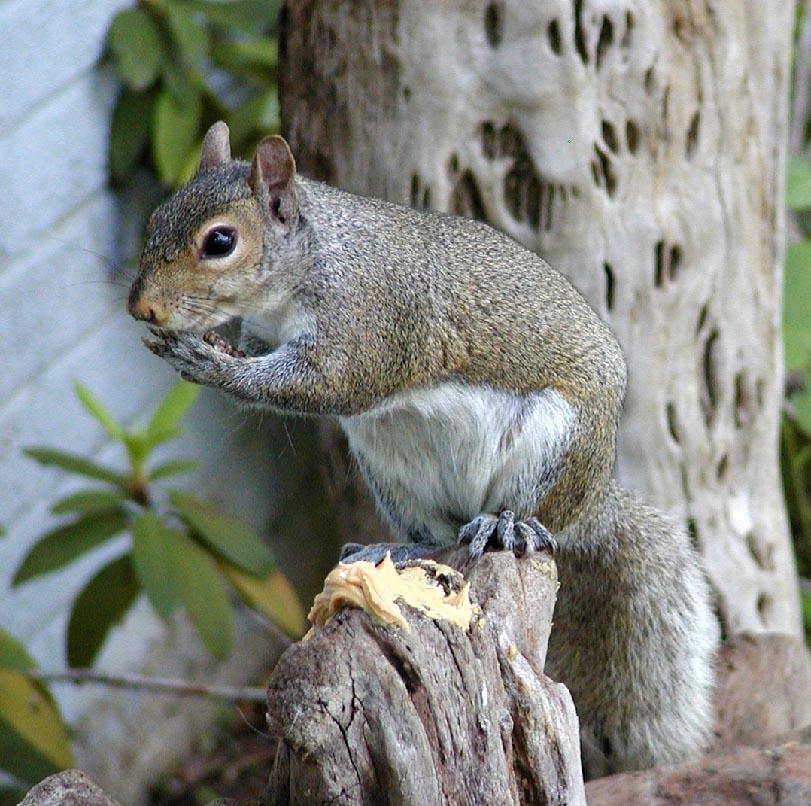 Power of peanut butter 5; DISPLAY FULL IMAGE.