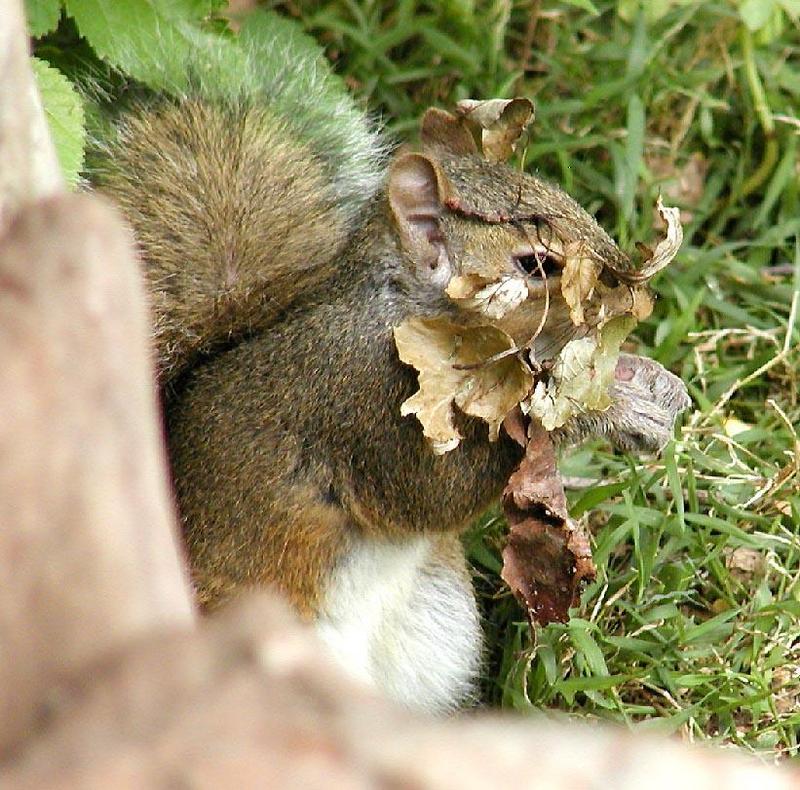squirrel undercover; DISPLAY FULL IMAGE.