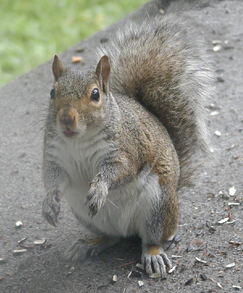 squirrel looking back; DISPLAY FULL IMAGE.