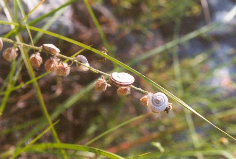 Misc Animals from Greece - Snails.jpg; DISPLAY FULL IMAGE.