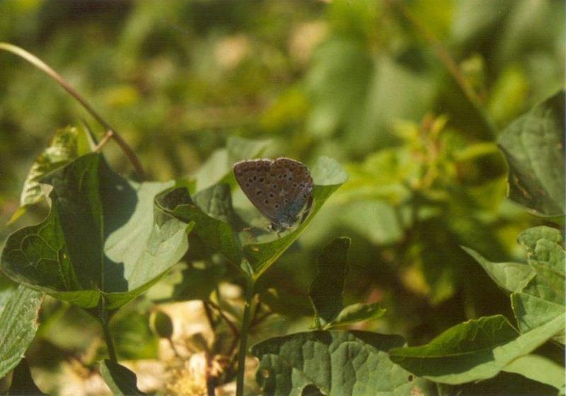 Insects from Greece 1 - Blue_butterfly.jpg; DISPLAY FULL IMAGE.
