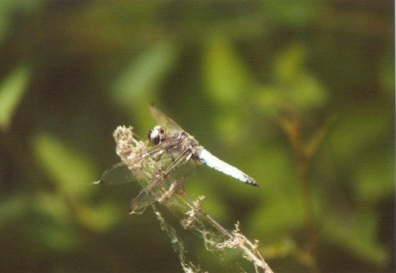 Insects from Greece 1 - Dragonfly1.jpg; DISPLAY FULL IMAGE.