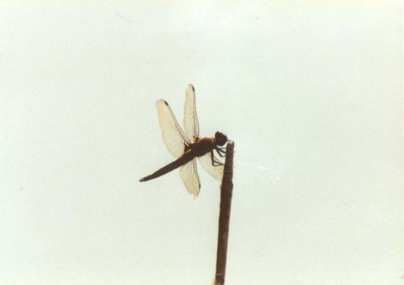 Insects from Greece 1 - Dragonfly2.jpg; DISPLAY FULL IMAGE.