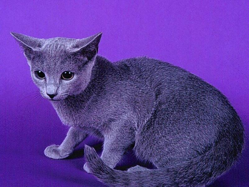 Cats_Tuesday; DISPLAY FULL IMAGE.