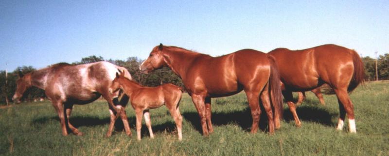 HORSES-PICS; DISPLAY FULL IMAGE.